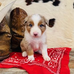 'Duke' - Red merle male Australian Shepherd puppy in Durand, Wisconsin from Larson’s Legacy Aussome Aussie Kennels