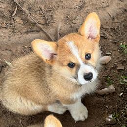 Buck - Sable male Pembroke Welsh Corgi puppy in Millsap, Texas from Punchy Pembroke Ranch