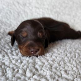 Peter (black collar) - Chocolate and tan male Dachshund puppy in Anaconda, Montana from Williams Family Dachshunds