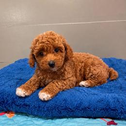 Breeze - Red  male Poodle puppy in Wharton, Texas from In the Red Poodles