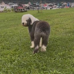 Old English Sheepdog Puppies from Yadah Sheepdogs