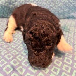 Atlas - Parti male Poodle puppy in Meadowbrook, California from Standard Poodle Pups