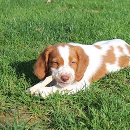 Brittany Puppies from Lockridge Brittanys