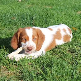 Brittany Puppies from Lockridge Brittanys