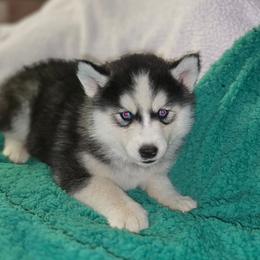 Noelle - Black tan and white female Siberian Husky puppy in Kansas City, Missouri from Anuun's Huskies