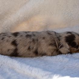 Sissy - Chocolate and tan female Dachshund puppy in Excel, Alabama from CJ’s Little Palace