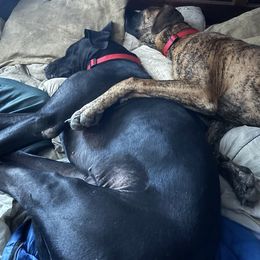 Great Dane All Grown Up from Port Bay Danes