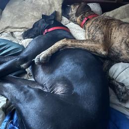 Great Dane All Grown Up from Port Bay Danes