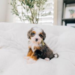 Millie - Merle female Bernedoodle puppy in Murray, Utah from Sun Valley Doodles