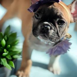 Cinnamon - French Bulldog puppy from Waters Edge French Bulldogs LLC