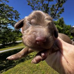 Richie Rich - Chocolate male Dachshund puppy in Bentonville, Arkansas from T & D Dachshunds by design
