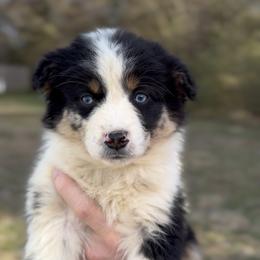 Ember - Girl 1 - Blue merle female Miniature Australian Shepherd puppy in Murfreesboro, Tennessee from Norby's Mini Aussies