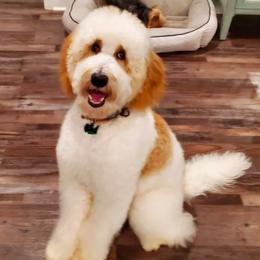 Bernedoodles, Goldendoodles, and Poodles from Wagging Tailz Pups