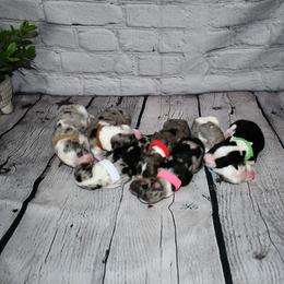 Miniature Australian Shepherd Puppies from B my Sunshines Mini Aussies