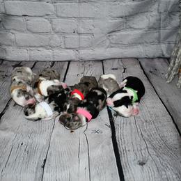 Miniature Australian Shepherd Puppies from B my Sunshines Mini Aussies