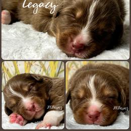 1 Legacy - Red tri-color male Australian Shepherd puppy in Huntington, Texas from JKKJ Farms, LLC