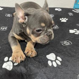 Girl - French Bulldog puppy in Florida from frenchie4family_