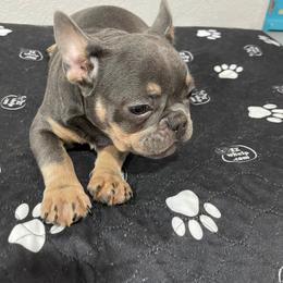 Girl - French Bulldog puppy in Florida from frenchie4family_