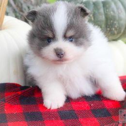 Latte-blue tri parti - Tri-colored female Pomeranian puppy in Bremen, Indiana from AMS Pomeranians and Pomskies in Indiana