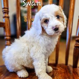 Swan - Parti female Goldendoodle puppy in Pollock Pines, California from Ten Acre Wood Doodles