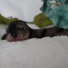 Blue collar - Dapple male Dachshund puppy in Mc Donough, Georgia from Hot Diggity Doxies