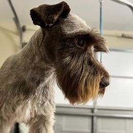 Nana - Miniature Schnauzer