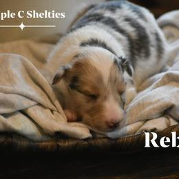 Reba- black collar - Sable merle and white female Shetland Sheepdog puppy in Gladbrook, Iowa from T Triple C Shelties