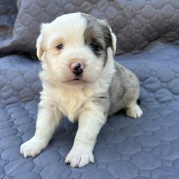 Oakland - Blue merle male Miniature Australian Shepherd puppy in Lebanon, Oregon from Two Pines Mini Aussies
