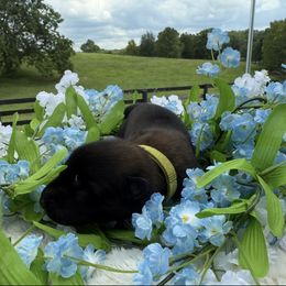 Moose - Mahogany male Belgian Malinois puppy in Paris, Kentucky from Z Domu Niedzwiedzia Malinois