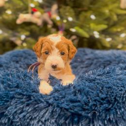 Faline - Red  female Goldendoodle puppy in Sulphur, Louisiana from Curly Q’s Of Carlyss