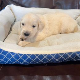 Hans Jr. - Light golden male Golden Retriever puppy in Lebec, California from Socalretrievers