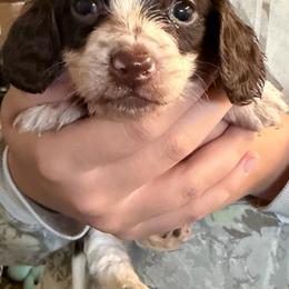Punkin - Chocolate female Dachshund puppy in Hudson, Michigan from Mittentail Kennel Miniature Dachshunds & Australian Shepherds