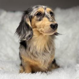 Koda - Dachshund