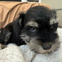 Girl 2 - Black and silver female Miniature Schnauzer puppy in Smyrna, Tennessee from Moore's Miniature Schnauzers