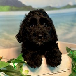 Kokomo - Black male Goldendoodle puppy in Haltom City, Texas from Ohana Doodles