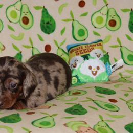 Kona - Dapple male Dachshund puppy in Staley, North Carolina from Langley Farms Dachshunds