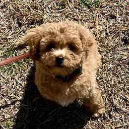 Rudolph - Brown Cavapoo puppy in Dallas /Ft. Worth, Texas from Dallas Designer Dogs