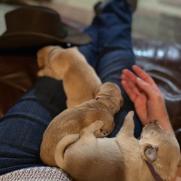 Labrador Retriever Puppies from Spring Water Labs of the Carolinas
