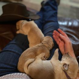 Labrador Retriever Puppies from Spring Water Labs of the Carolinas