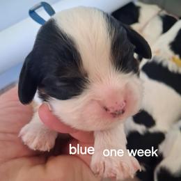 Blue collar, Buddy - Tri-color male Cavalier King Charles Spaniel puppy in Colorado Springs, Colorado from True Love Colorado Cavalier King Charles Spaniels