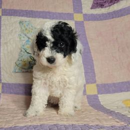 LuLu - Black and white female Cockapoo puppy in Missouri from KDK Missouri Miniature Poodles