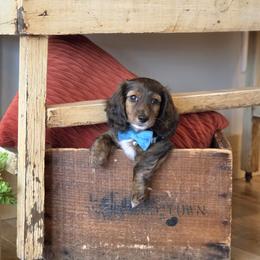 AKC Meet Baylor :) - Brindle male Dachshund puppy in Centerville, Iowa from Barnyard Dachshunds, Dals & Doodles