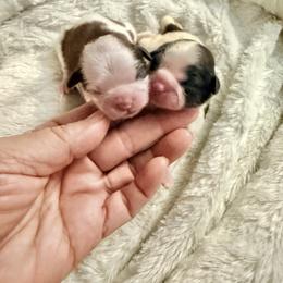 Boy 2 - Gold and white male Shih Tzu puppy in Port Orchard, Washington from Buttons N Bows