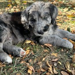 Werewolf - male Golden Mountain Doodle puppy in Calhan, Colorado from Snowy Goldens LLC