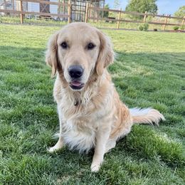 Millie - Golden Retriever