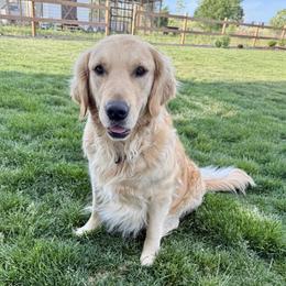 Millie - Golden Retriever