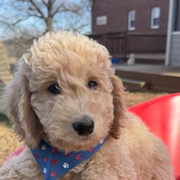 Mac - Apricot male Goldendoodle puppy in Portland, Tennessee from Happy_Tails_by_TJ
