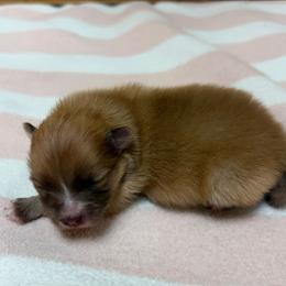 Blaze - Blue sable male Pomeranian puppy in Byron, Georgia from Tracys Pom Palace