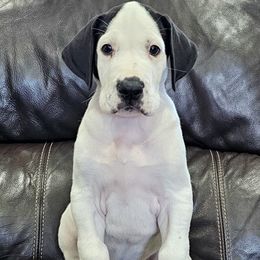 Pokey - Mantle female Great Dane puppy in Castle Rock, Washington from Uber Alles Great Danes