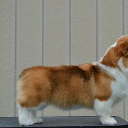 Elsa - Pembroke Welsh Corgi